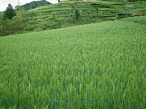 いい家を探す家族の写真